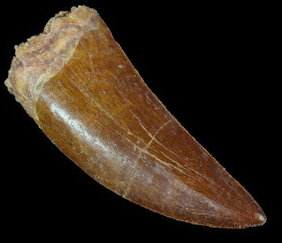 Serrated Carcharodontosaurus Tooth - Excellent Enamel #52471